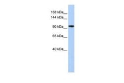 MYRF Rabbit anti-Human, Polyclonal, Novus Biologicals 100 &mu;g; Unconjugated:Antibodies,